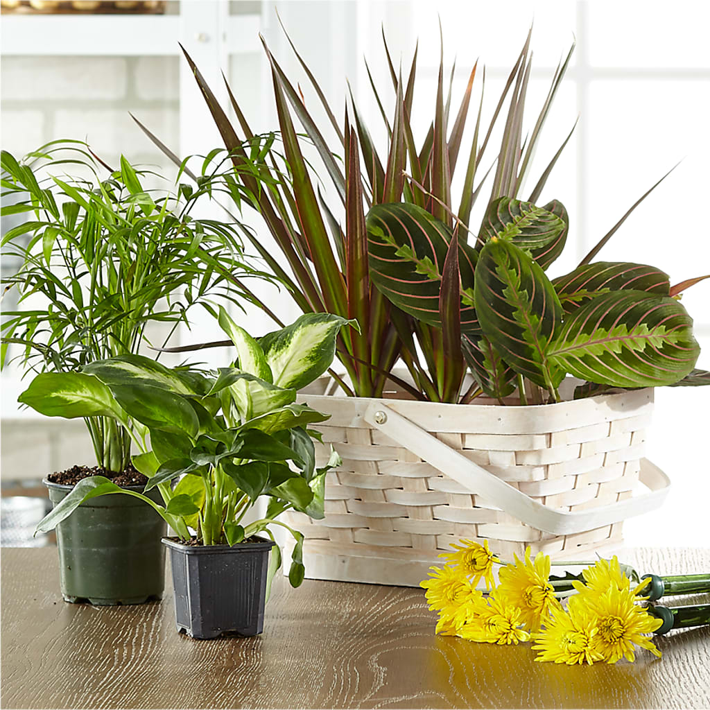 Florist Designed Blooming and Green Plants in a Basket – LATE BLOOMERS FLORAL & GIFT LLC, Willmar MN