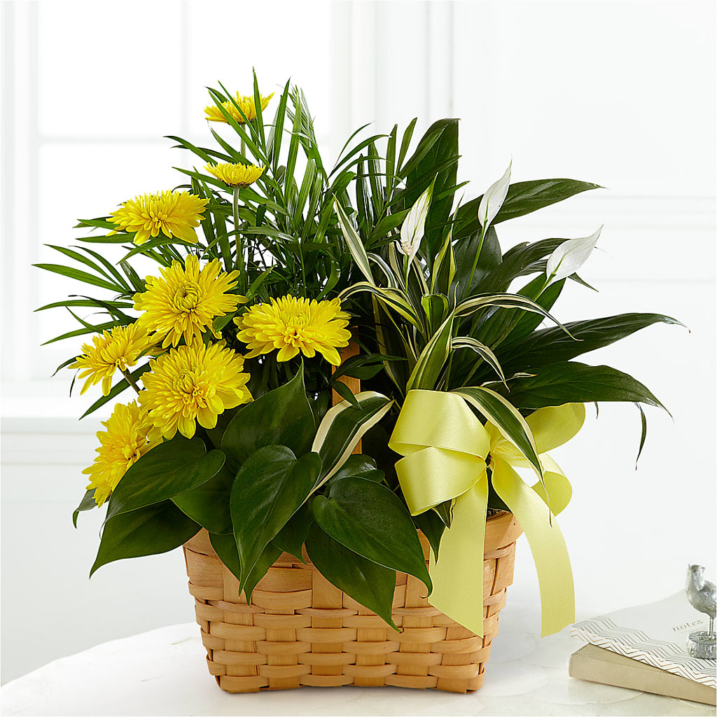 Loving Light Dishgarden – LATE BLOOMERS FLORAL & GIFT LLC, Willmar MN