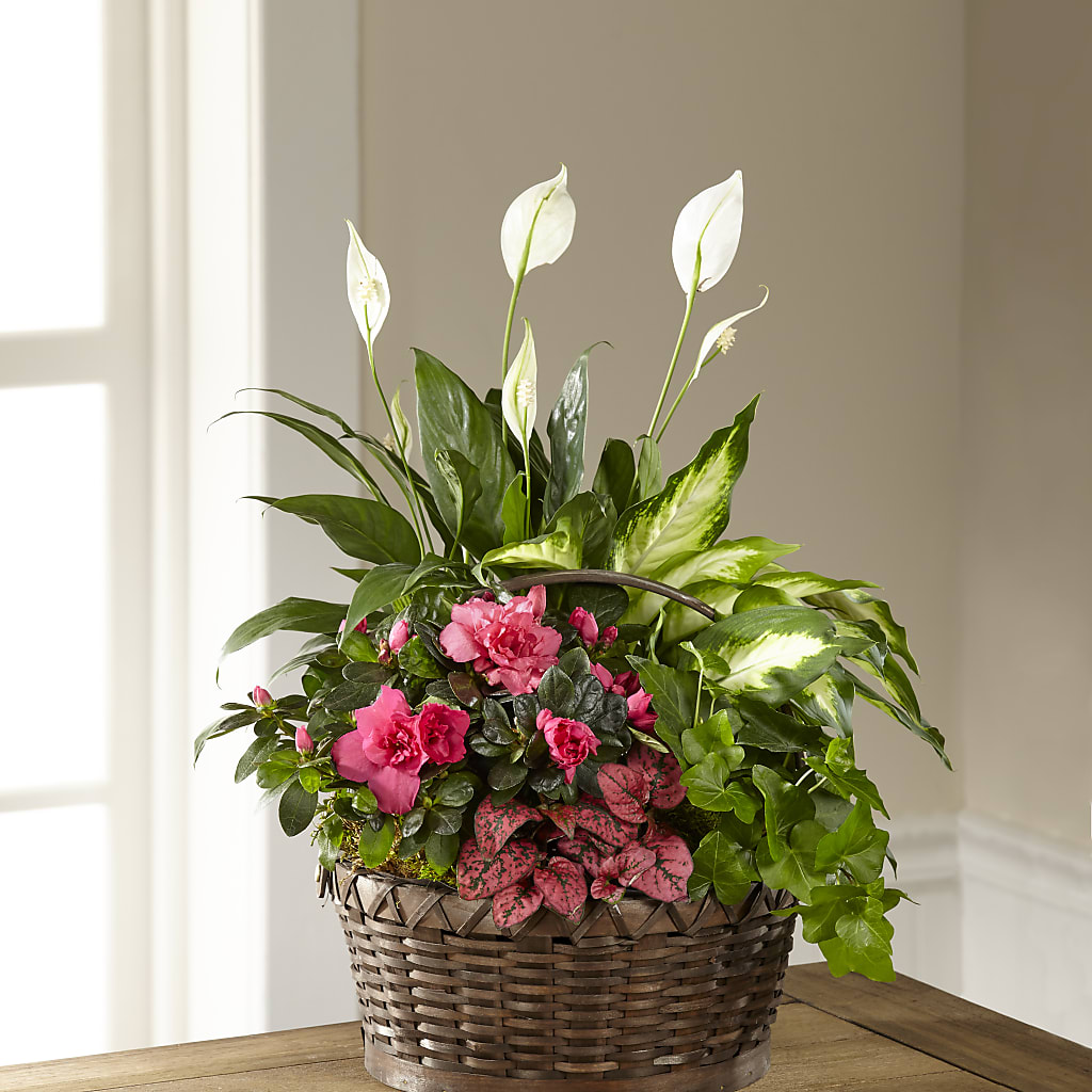 Dream in Pink Dishgarden – LATE BLOOMERS FLORAL & GIFT LLC, Willmar MN