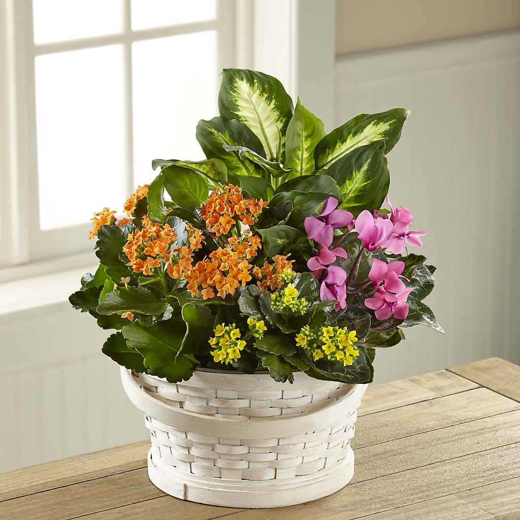 Color Crush Dishgarden – LATE BLOOMERS FLORAL & GIFT LLC, Willmar MN