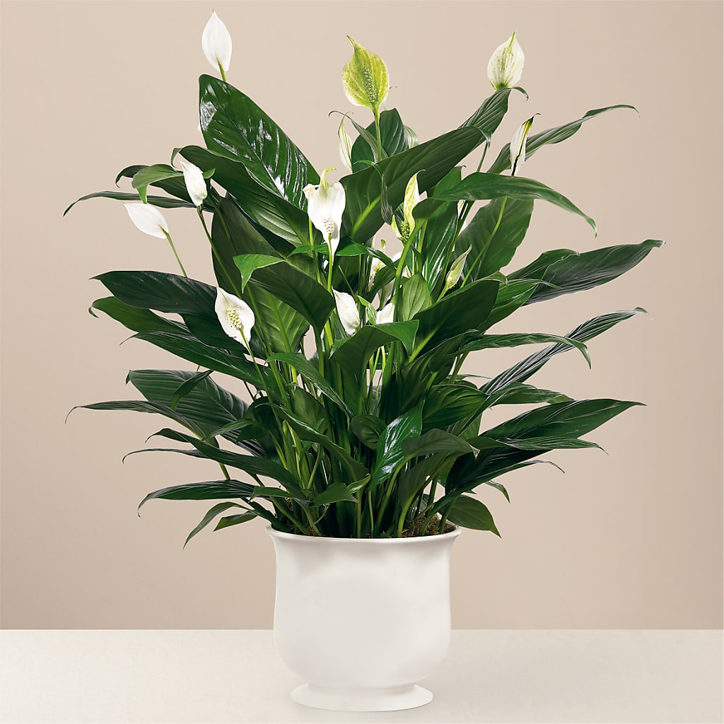 Comfort Planter – LATE BLOOMERS FLORAL & GIFT LLC, Willmar MN