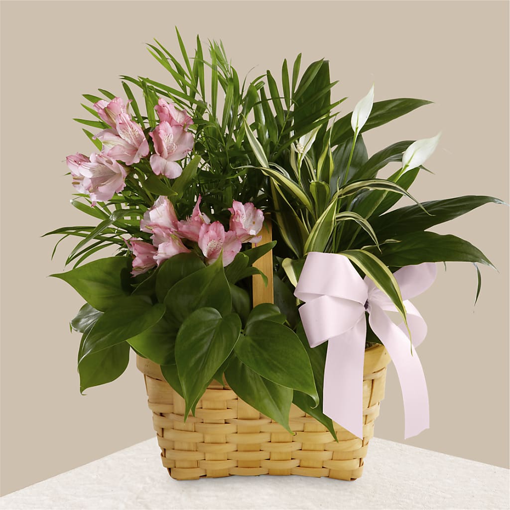 Living Spirit Dishgarden – LATE BLOOMERS FLORAL & GIFT LLC, Willmar MN