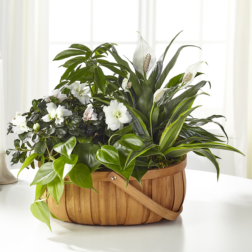 Serene Dishgarden – LATE BLOOMERS FLORAL & GIFT LLC, Willmar MN