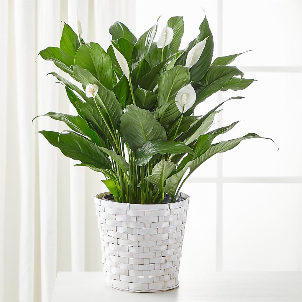 A New Leaf Peace Lily – LATE BLOOMERS FLORAL & GIFT LLC, Willmar MN