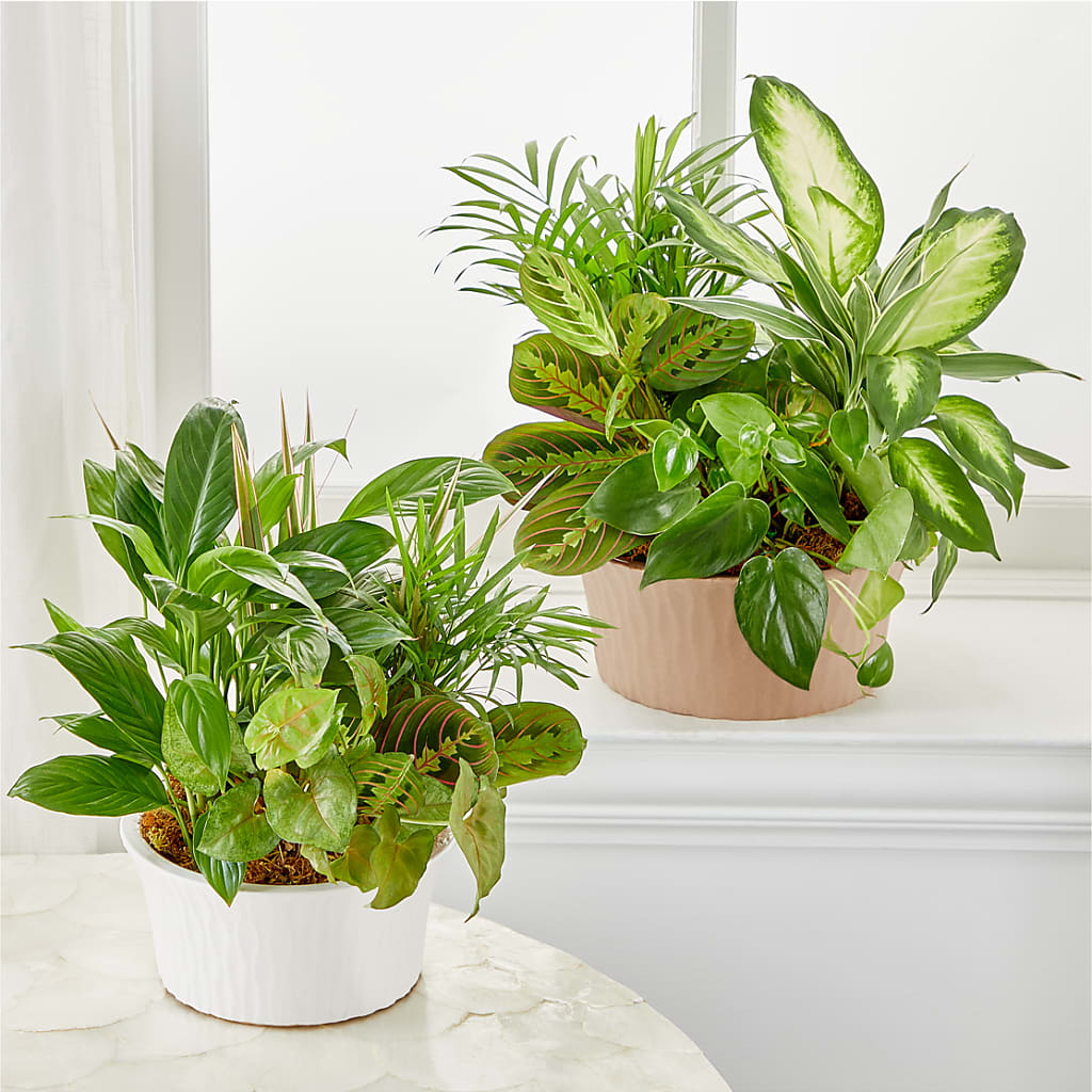Balance & Harmony Dishgarden – LATE BLOOMERS FLORAL & GIFT LLC, Willmar MN