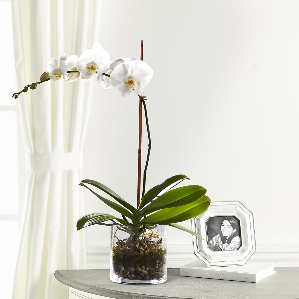 White Orchid Planter – LATE BLOOMERS FLORAL & GIFT LLC, Willmar MN