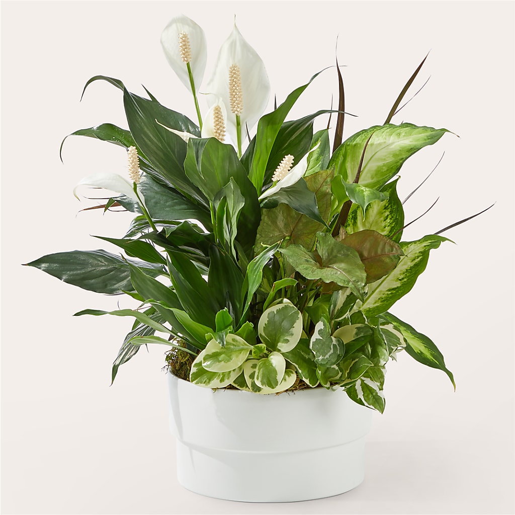 Radiating Positivity Dishgarden – LATE BLOOMERS FLORAL & GIFT LLC, Willmar MN