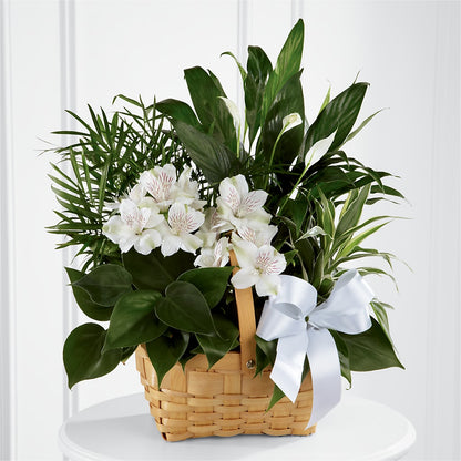 Peace & Serenity Dishgarden – LATE BLOOMERS FLORAL & GIFT LLC, Willmar MN