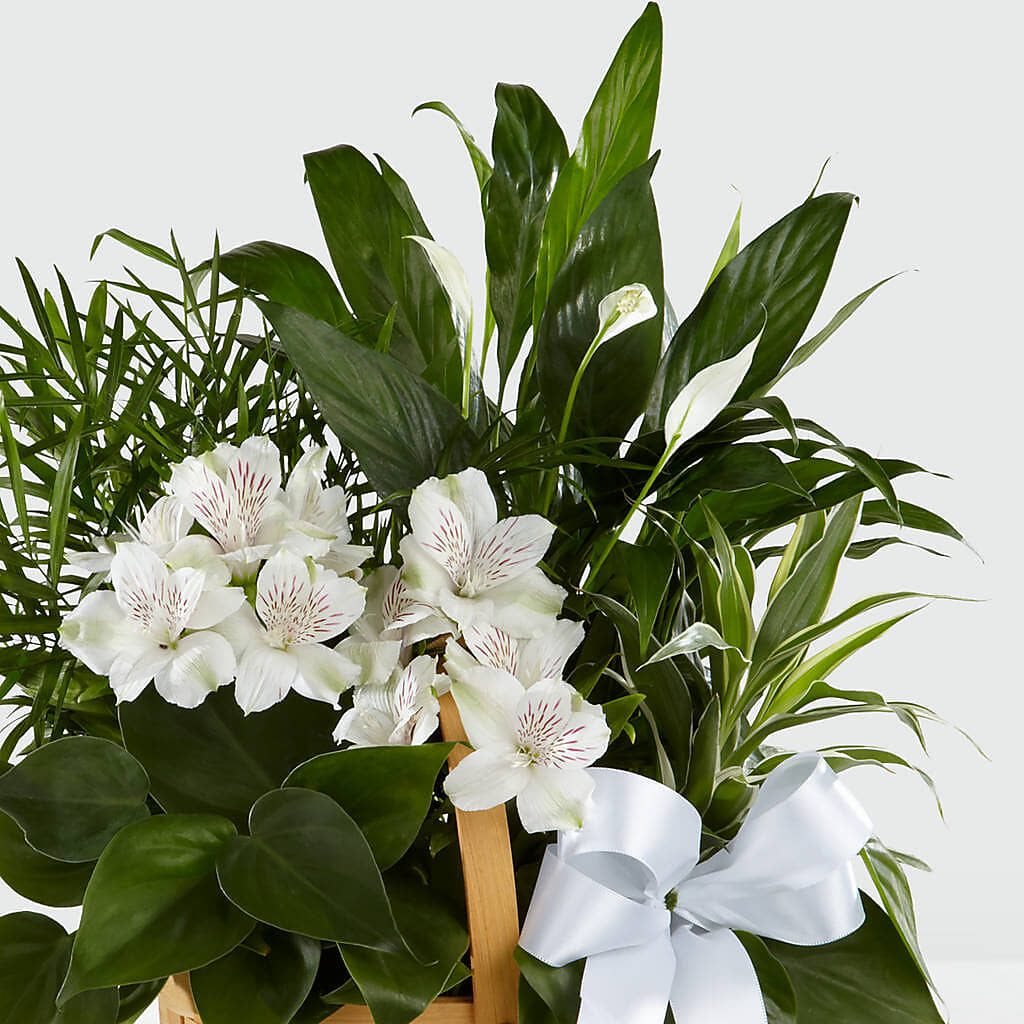 Peace & Serenity Dishgarden – LATE BLOOMERS FLORAL & GIFT LLC, Willmar MN