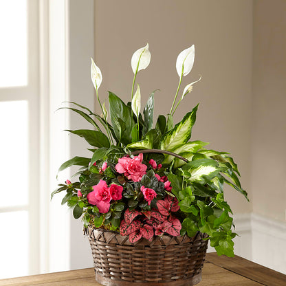 Dream in Pink Dishgarden – LATE BLOOMERS FLORAL & GIFT LLC, Willmar MN