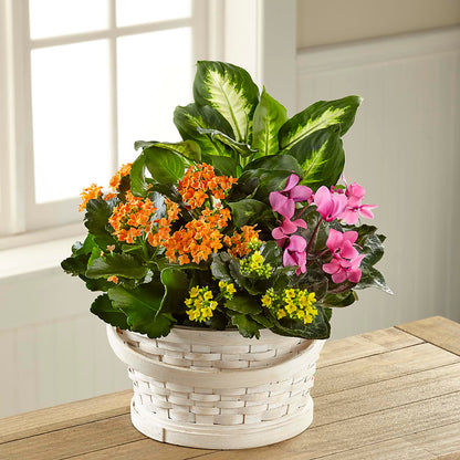 Color Crush Dishgarden – LATE BLOOMERS FLORAL & GIFT LLC, Willmar MN