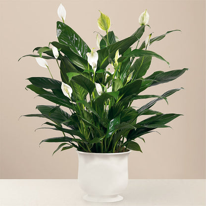Comfort Planter – LATE BLOOMERS FLORAL & GIFT LLC, Willmar MN