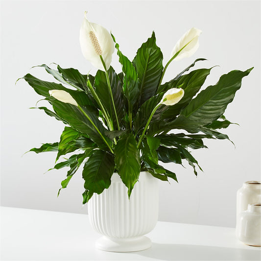 Comfort Planter – LATE BLOOMERS FLORAL & GIFT LLC, Willmar MN