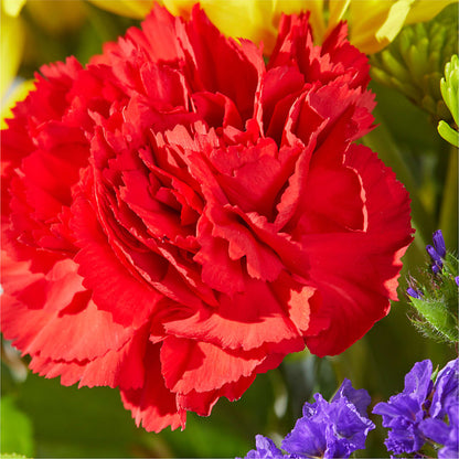 Brighter Days Bouquet – LATE BLOOMERS FLORAL & GIFT LLC, Willmar MN