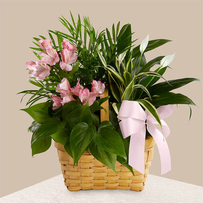 Living Spirit Dishgarden – LATE BLOOMERS FLORAL & GIFT LLC, Willmar MN