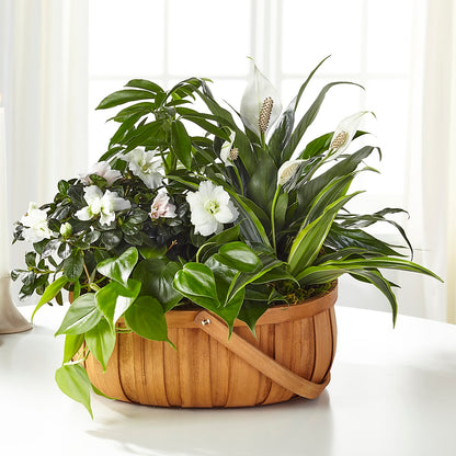 Serene Dishgarden – LATE BLOOMERS FLORAL & GIFT LLC, Willmar MN