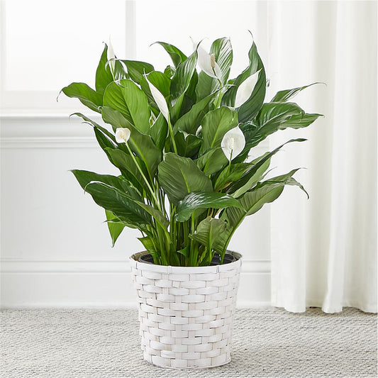 A New Leaf Peace Lily – LATE BLOOMERS FLORAL & GIFT LLC, Willmar MN