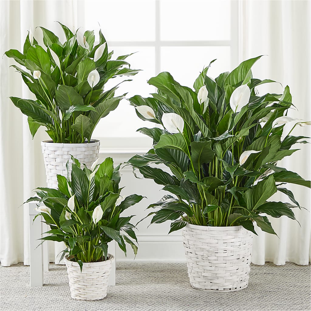 A New Leaf Peace Lily – LATE BLOOMERS FLORAL & GIFT LLC, Willmar MN