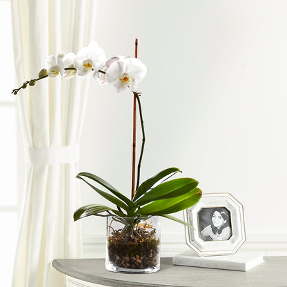 White Orchid Planter – LATE BLOOMERS FLORAL & GIFT LLC, Willmar MN