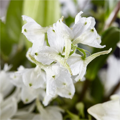 Classic Ivory – A Florist Original – LATE BLOOMERS FLORAL & GIFT LLC, Willmar MN